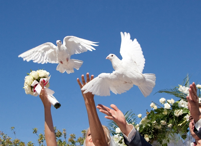 Заказать голубе на свадьбу в СПб