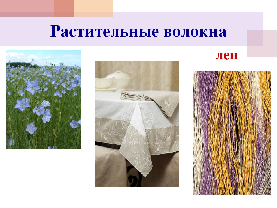 Растение для производства ткани. Растительные волокна. Растительные волокна ткани. Ткани из растительных волокон. Лен волокно.