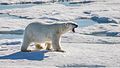 Polar bear after unlucky hunt for a seal.jpg